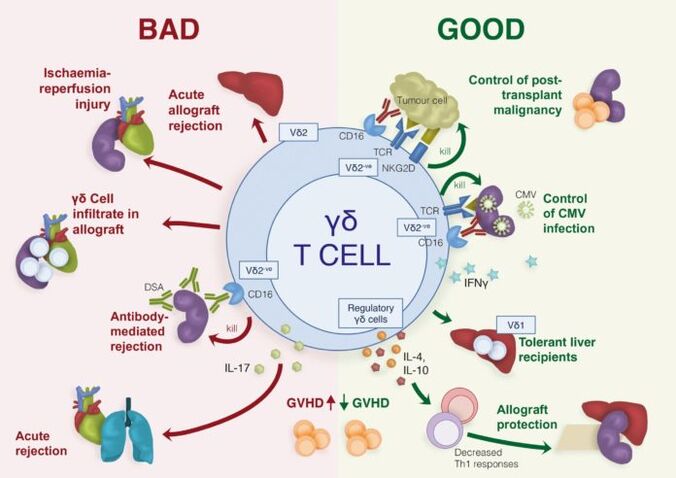 Positive and negative roles of immune γδ T cells