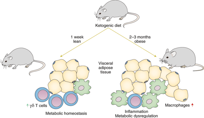 The keto diet leads to a decrease in the number of gamma-delta T cells of the immune system and an increase in the number of macrophages in adipose tissue